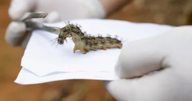 Vigilância Ambiental do DF recolhe dezenas de lagartas Lonomia no Lago Sul para produção de soro
