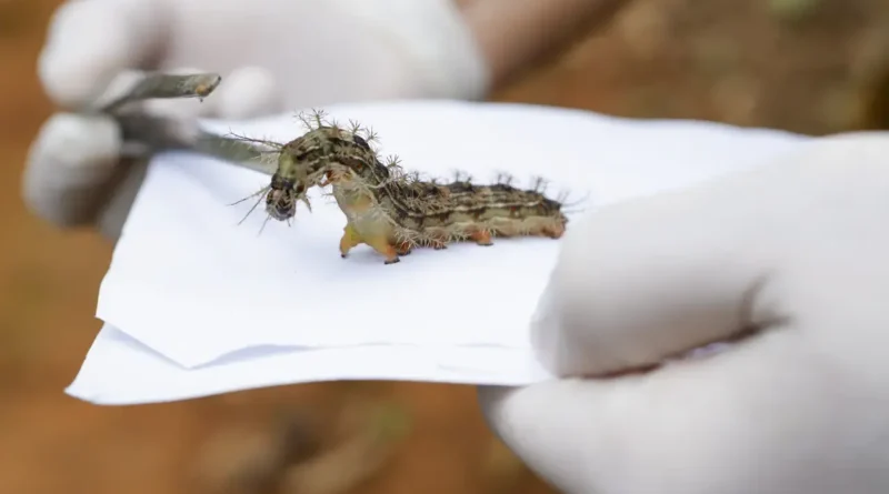 Vigilância Ambiental do DF recolhe dezenas de lagartas Lonomia no Lago Sul para produção de soro