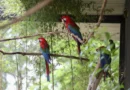 Aviário de imersão do Zoológico de Brasília fecha temporariamente por reprodução de araras