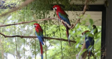 Aviário de imersão do Zoológico de Brasília fecha temporariamente por reprodução de araras