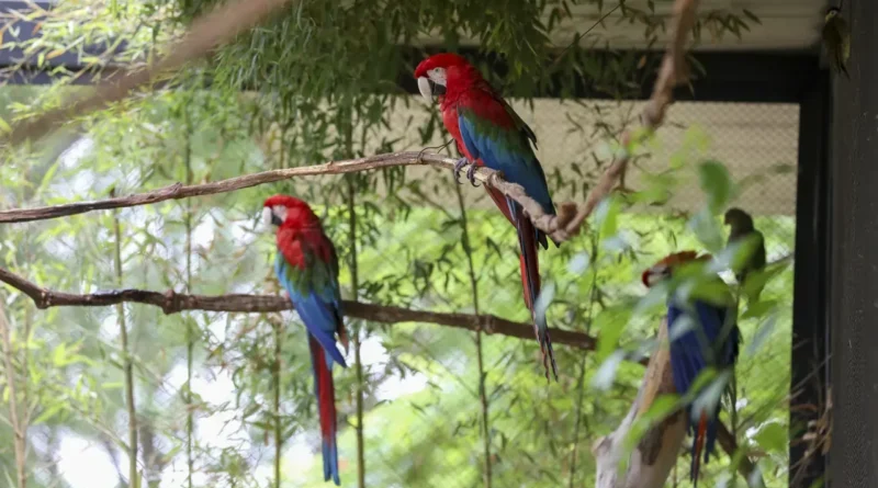 Aviário de imersão do Zoológico de Brasília fecha temporariamente por reprodução de araras