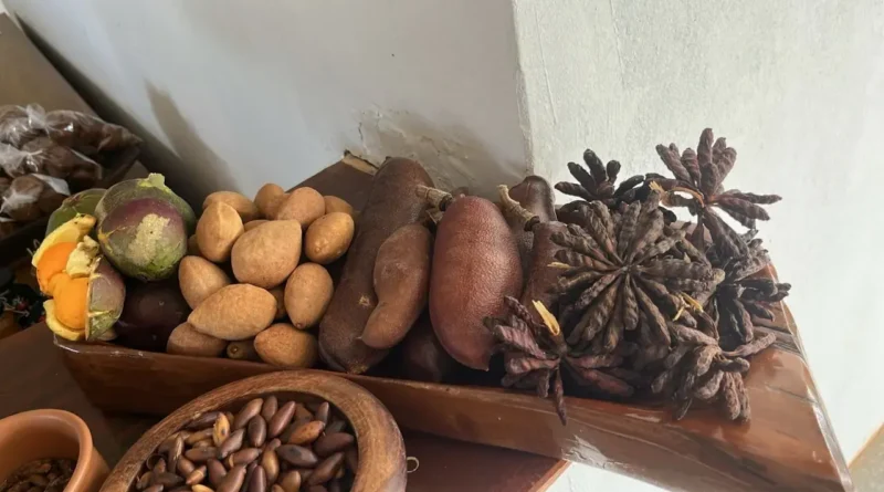 IPEDF lança projeto que aponta caminhos para restauração produtiva do Cerrado no DF