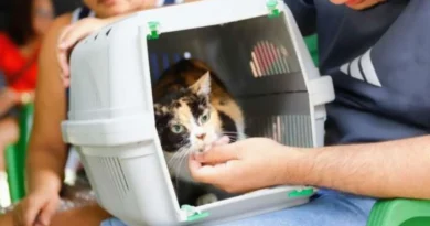 DF abre 1,8 mil vagas de castração gratuita para cães e gatos