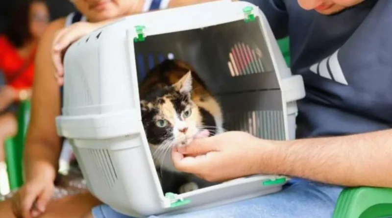 DF abre 1,8 mil vagas de castração gratuita para cães e gatos