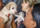 DF abre 1.800 vagas para castração gratuita de cães e gatos entre 27 e 31 de julho