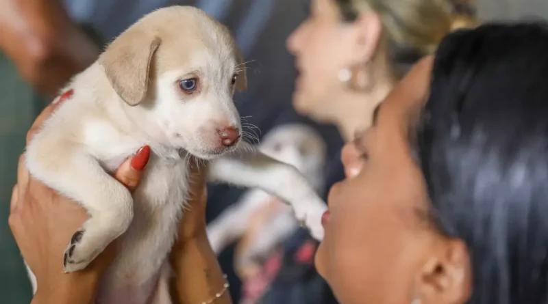 DF abre 1.800 vagas para castração gratuita de cães e gatos entre 27 e 31 de julho