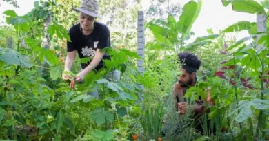 Lei obriga políticas de incentivo para instalação de jardins terapêuticos em unidades de saúde e locais de longa permanência no DF