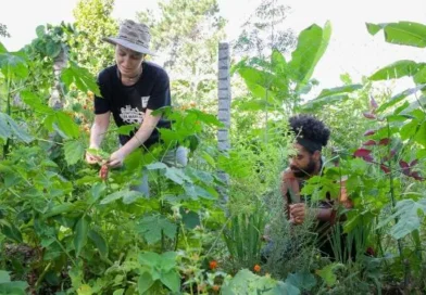 Lei obriga políticas de incentivo para instalação de jardins terapêuticos em unidades de saúde e locais de longa permanência no DF