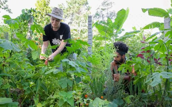 Lei obriga políticas de incentivo para instalação de jardins terapêuticos em unidades de saúde e locais de longa permanência no DF