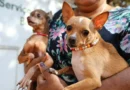 Recanto das Emas abre agendamento presencial para 600 castrações gratuitas de cães e gatos
