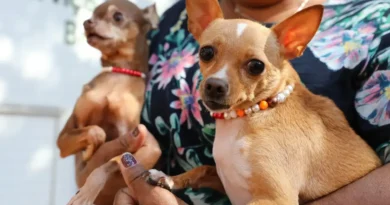 Castração gratuita no Recanto das Emas – 600 vagas para cães e gatos Recanto das Emas abre agendamento presencial para 600 castrações gratuitas de cães e gatos
