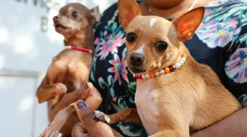 Recanto das Emas abre agendamento presencial para 600 castrações gratuitas de cães e gatos