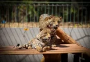 Zoológico de Brasília terá entrada liberada só até as 14h em dia de jogo e abre às segundas de julho