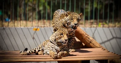 Zoológico de Brasília horário especial: entrada até 14h no dia do jogo e aberturas às segundas em julho Zoológico de Brasília terá entrada liberada só até as 14h em dia de jogo e abre às segundas de julho