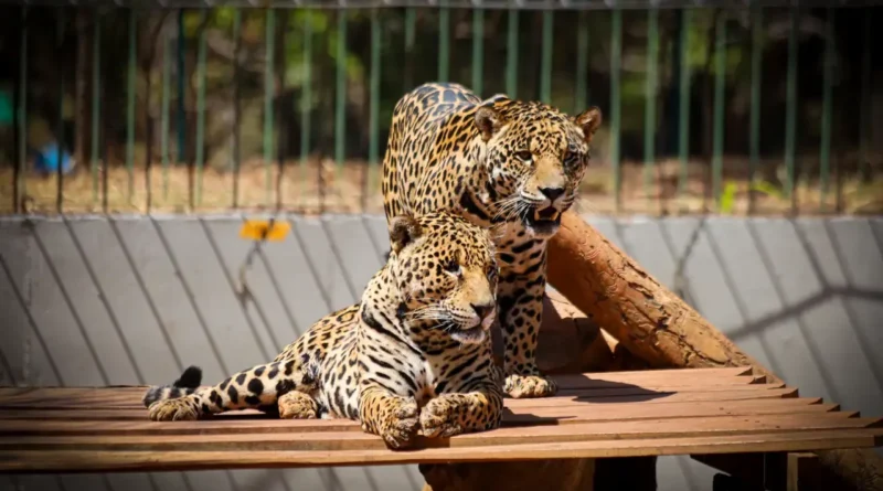 Zoológico de Brasília terá entrada liberada só até as 14h em dia de jogo e abre às segundas de julho