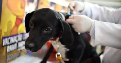 DF tem vacinação de pets contra a raiva animal em 151 endereços neste sábado; veja como.