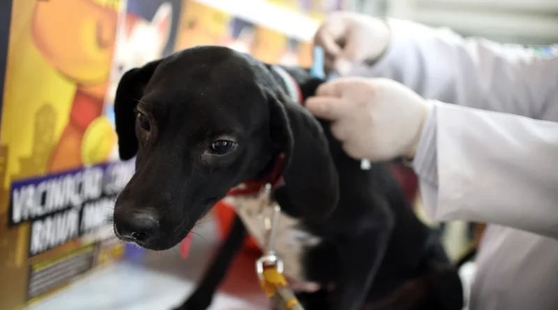DF tem vacinação de pets contra a raiva animal em 151 endereços neste sábado; veja como.