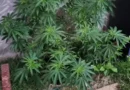 FICCO/Ilhéus, em ação conjunta, combate grupo criminoso atuante no tráfico de drogas