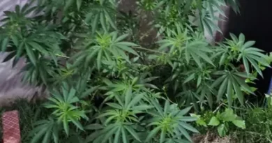 FICCO/Ilhéus, em ação conjunta, combate grupo criminoso atuante no tráfico de drogas