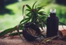 Para associações, normas ainda deixam pontos em aberto sobre cannabis Evento no Ceará.