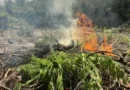 PF erradica plantações de maconha e prende uma pessoa no Pará
