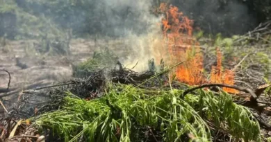 PF erradica plantações de maconha e prende uma pessoa no Pará
