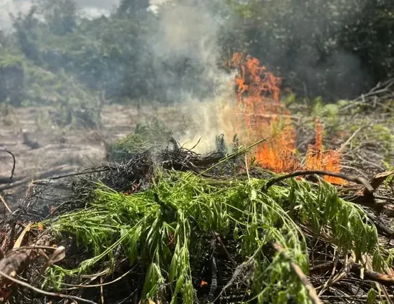 PF erradica plantações de maconha e prende uma pessoa no Pará