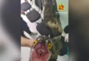 Urutau é resgatado pela polícia em residência na região de Taguatinga