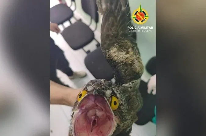 Urutau é resgatado pela polícia em residência na região de Taguatinga
